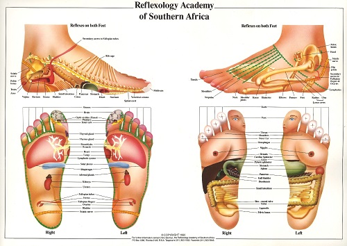 Reflexology Academy Of Sthn Africa C Stormer Foot Wall Chart