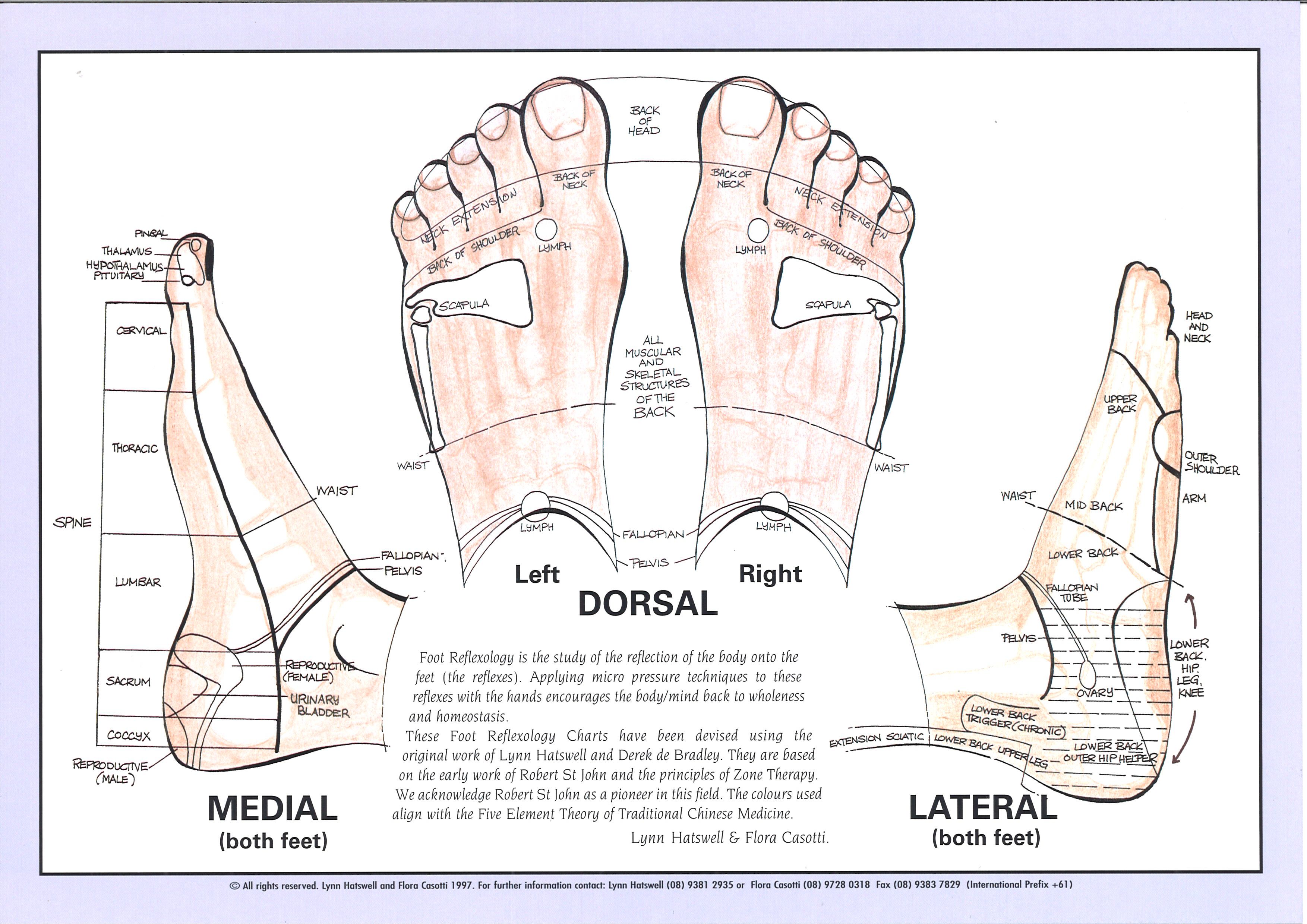 Wa School Of Reflexology Foot Chart A4 Size