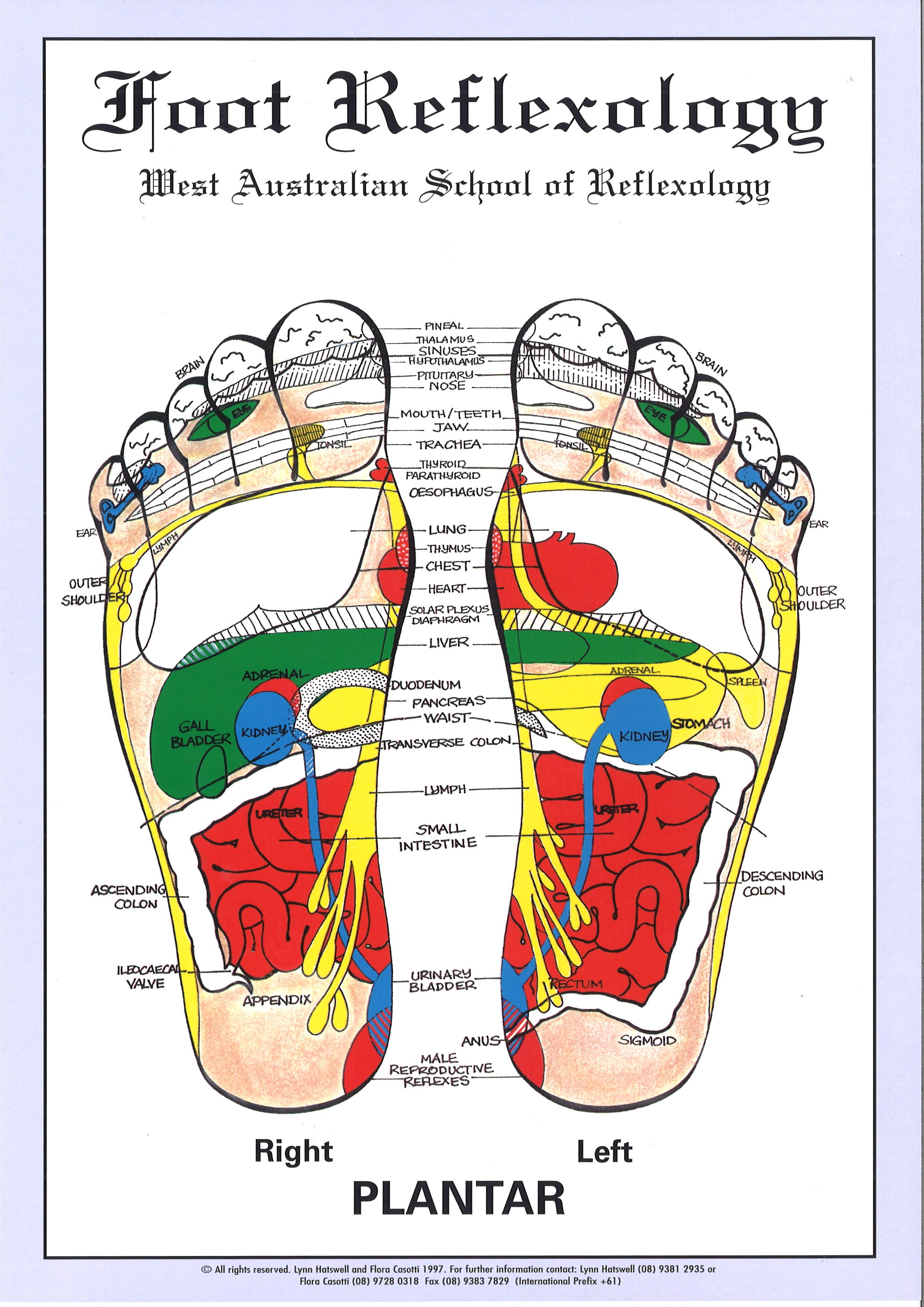 WA School of Reflexology Foot Chart A4 Size